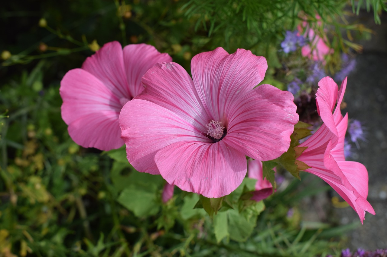 探索色彩世界的无限魅力，最新花花填色体验