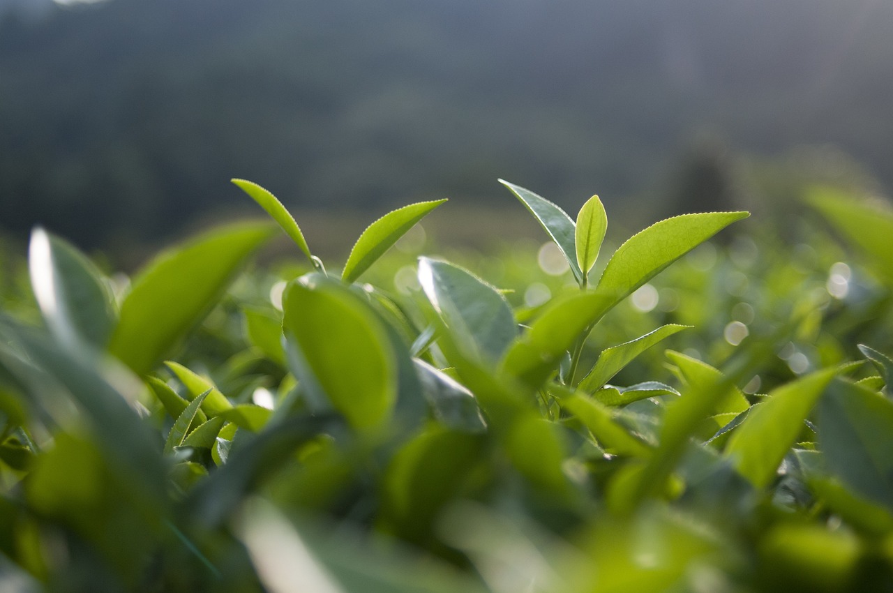 最新十大名茶盘点，华夏茶韵的精华品味之旅