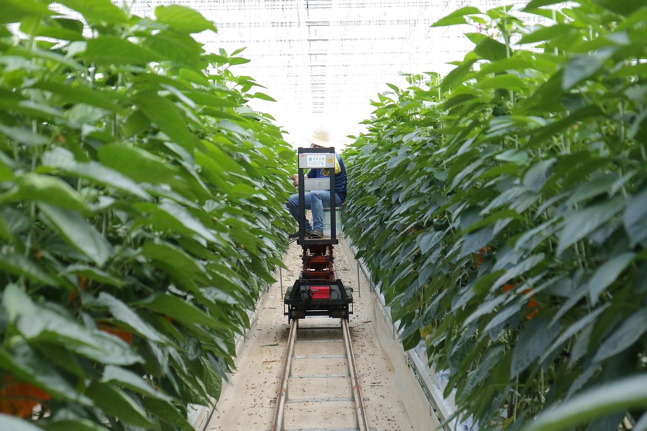 气雾培最新技术，农业种植的革命性突破